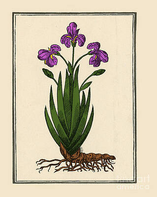 Wall Art - Photograph - Florentine Iris, Mattiolis by Science Source