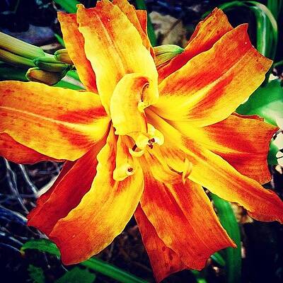 Wall Art - Photograph - Flower by Katie Williams