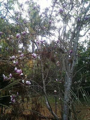 Flower Tree by Coral Dudley