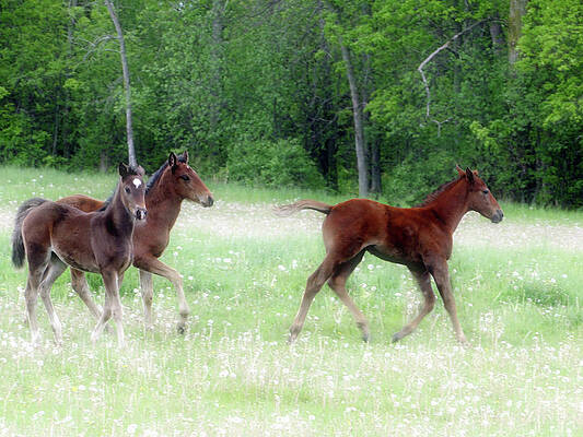 Wall Art - Mixed Media - Foals in Dandelions Dreamscape by Bruce Ritchie