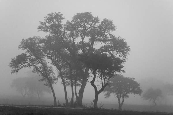 Fog and Trees by Paul Huchton