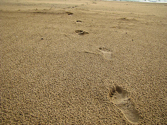 Footprints in the sand by Jeremy Clark