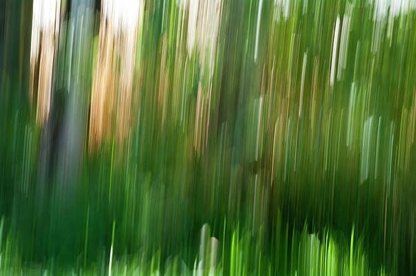 Forest - Abstract by ShaddowCat Arts - Sherry Forest - Abstract by ShaddowCat Arts - Sherry