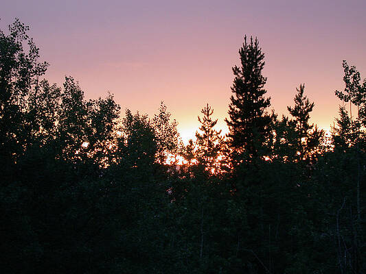 Forest Sunset Silhouette by Jan Piet Forest Sunset Silhouette by Jan Piet