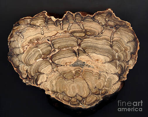 Wall Art - Photograph - Fossil Stromatolite by Ted Kinsman