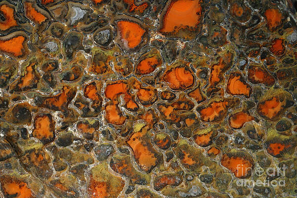 Wall Art - Photograph - Fossilized Dinosaur Bone by Ted Kinsman