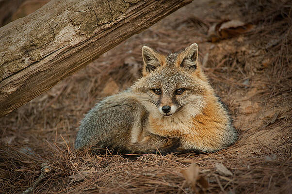 Wall Art - Photograph - Foxy  by Joye Ardyn Durham