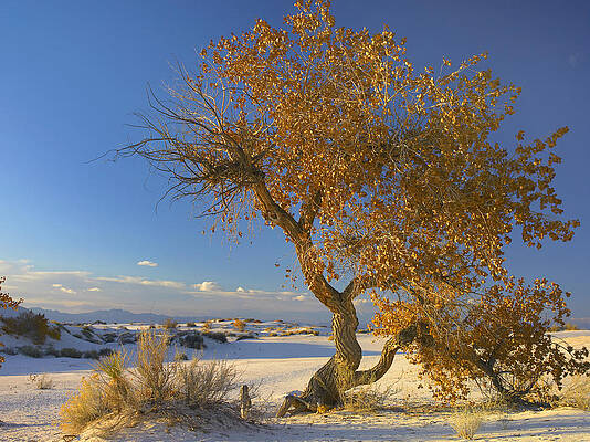 Wall Art - Photograph - Fremont Cottonwood Tree Single Tree by Tim Fitzharris