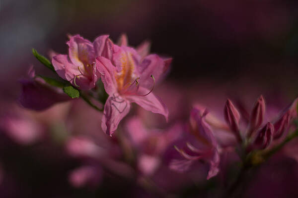 Wall Art - Photograph - Front Yard Explorations Colour Pink by Jakub Sisak