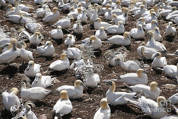 Wall Art - Photograph - Gannets Showing Fencing Behavior by Ted Kinsman