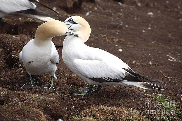 Wall Art - Photograph - Gannets Showing Mutual Preening Behavior by Ted Kinsman