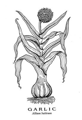 Garlic botanical by David Burkart Garlic botanical by David Burkart