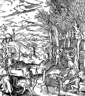 Wall Art - Photograph - Gathering Cinnamon Bark In India, 1579 by Science Source
