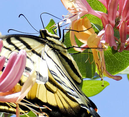 Gathering Nectar 1 by ShaddowCat Arts - Sherry Gathering Nectar 1 by ShaddowCat Arts - Sherry