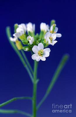Wall Art - Photograph - Genetically Modified Plant by Science Source