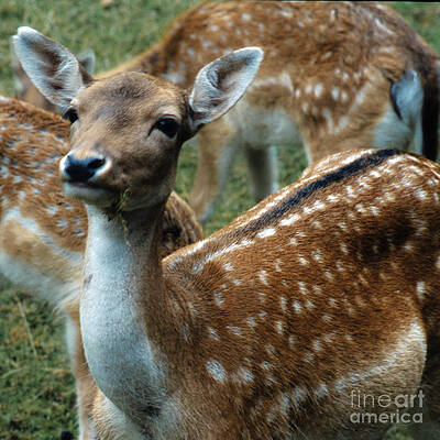 Wall Art - Photograph - Gentle Deer by Heiko Koehrer-Wagner