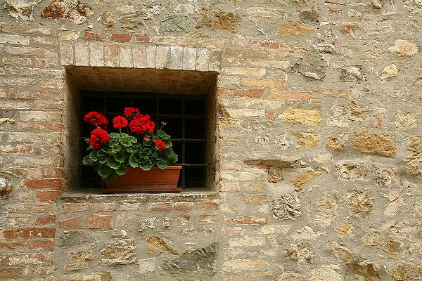 Wall Art - Photograph - Geraniums in the Window by Donna Corless