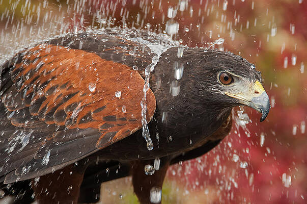 Wall Art - Photograph - Getting Wet by Joye Ardyn Durham