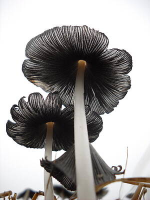 Giant Mushrooms in the Sky by Kent Lorentzen Giant Mushrooms in the Sky by Kent Lorentzen