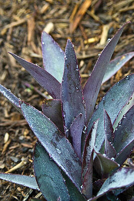 Wall Art - Photograph - Giant Purple Wandering Jew by Douglas Barnett