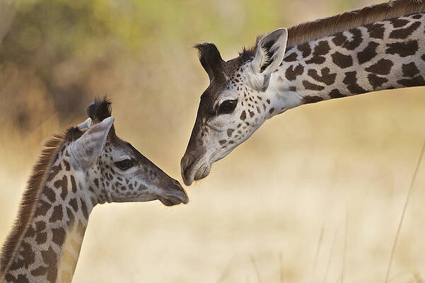 Giraffe tenderness by Johan Elzenga Giraffe tenderness by Johan Elzenga