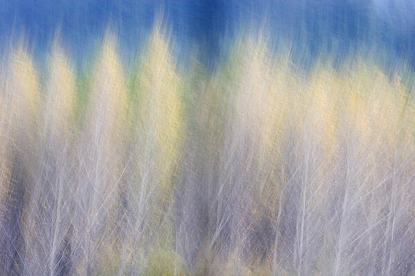 Wall Art - Photograph - Glimpse of Trees by Carol Leigh