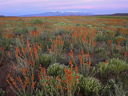Wall Art - Photograph - Globemallow Cluster And La Sal by Tim Fitzharris