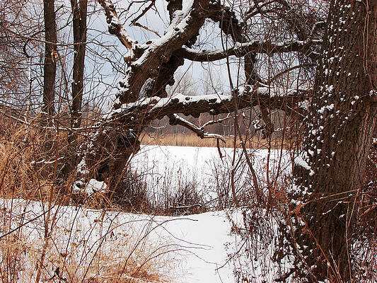 Wall Art - Mixed Media - Gnarled Tree by Lake Chipican by Bruce Ritchie