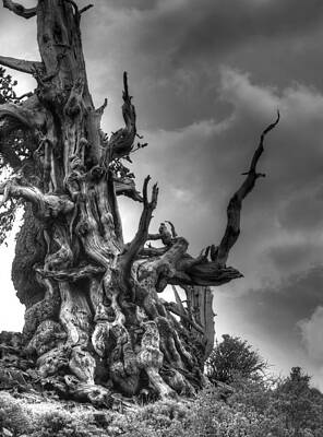 Gnarls by Joe Schofield Gnarls by Joe Schofield
