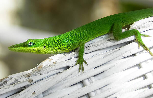 Go Green by Tammy Chesney