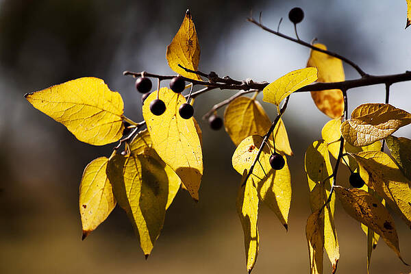 Wall Art - Photograph - Golden Leaves by Toni Hopper