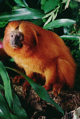 Wall Art - Photograph - Golden Lion Tamarin Leontopithecus by Claus Meyer
