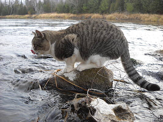 Gonna Catch a Yummy Fish by Kent Lorentzen Gonna Catch a Yummy Fish by Kent Lorentzen