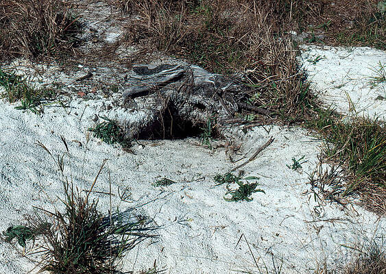 Wall Art - Photograph - Gopher Tortoise Den by Robert Ashworth