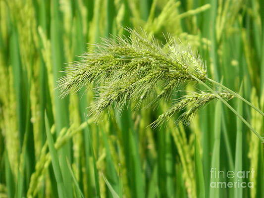 Grains in a bunch by Srikanth Joshi