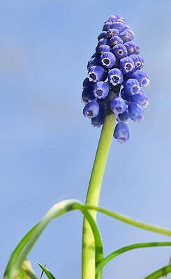 Grape Hyacinth by JD Grimes Grape Hyacinth by JD Grimes