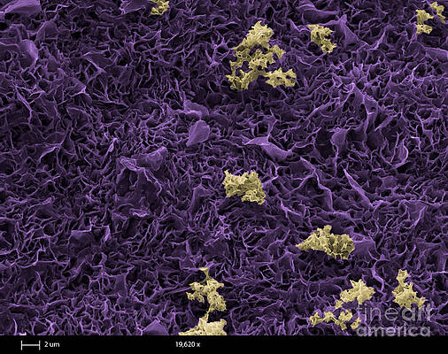 Wall Art - Photograph - Grape Skin, Sem by Ted Kinsman