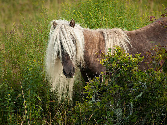 Wall Art - Photograph - Grayson Pony 1 by Joye Ardyn Durham