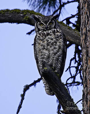 Great Horned Owl by Greg Jones Great Horned Owl by Greg Jones