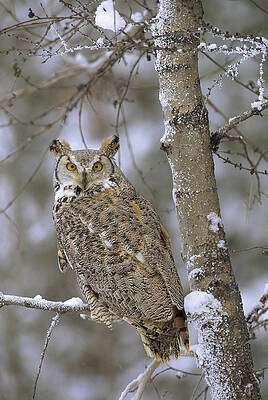 Wall Art - Photograph - Great Horned Owl In Its Pale Form by Tim Fitzharris