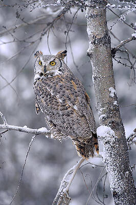 Wall Art - Photograph - Great Horned Owl Perched In Tree Dusted by Tim Fitzharris