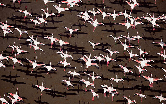 Wall Art - Photograph - Greater Flamingo And Lesser Flamingo by Tim Fitzharris