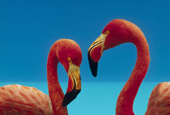 Wall Art - Photograph - Greater Flamingo Courting Pair by Tim Fitzharris