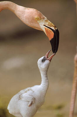 Wall Art - Photograph - Greater Flamingo Mother And Chick by Tim Fitzharris
