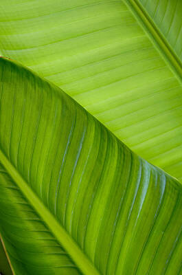 Wall Art - Photograph - Green Leaf Patterns by Joe Carini - Printscapes