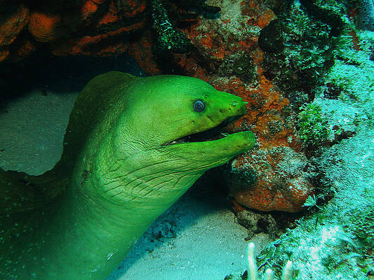 Green Moray Awakens by Jason Sawicki