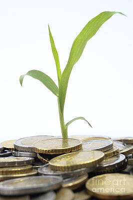 Wall Art featuring the photograph Green Shoot Growing On Euros Coins by Sami Sarkis Photography