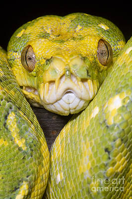 Wall Art - Photograph - Green Tree Python by Dante Fenolio