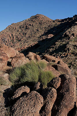 Wall Art - Photograph - Green Tuft in Sandstone by Lorraine Devon Wilke