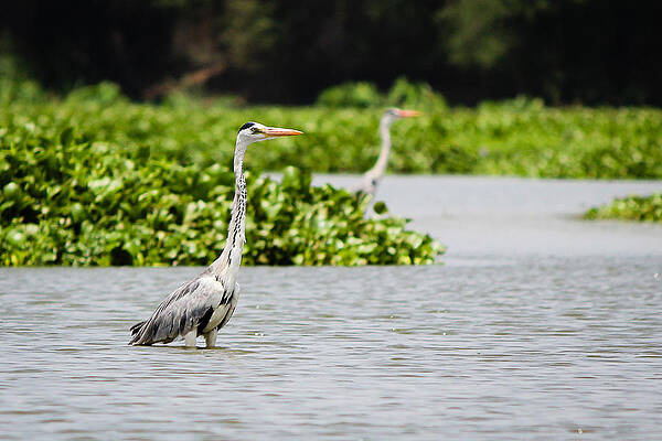 Wall Art - Photograph - Grey Heron by SAURAVphoto Online Store